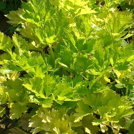 Natural active Parsley